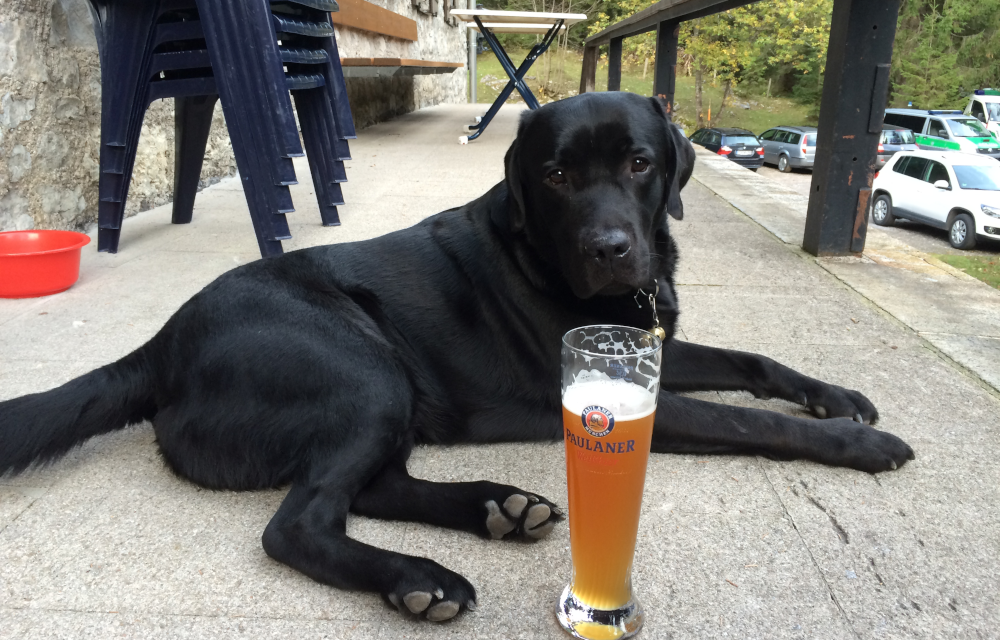 Denny beim Biergartenbesuch