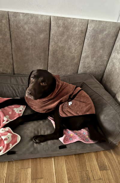 Alma im Bademantel liegt entspannt im mit Polsterelementen umrandeten Hundesofa