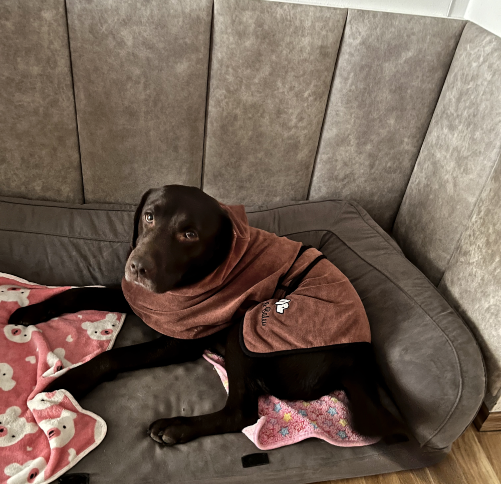 Alma im Bademantel liegt entspannt im mit Polsterelementen umrandeten Hundesofa
