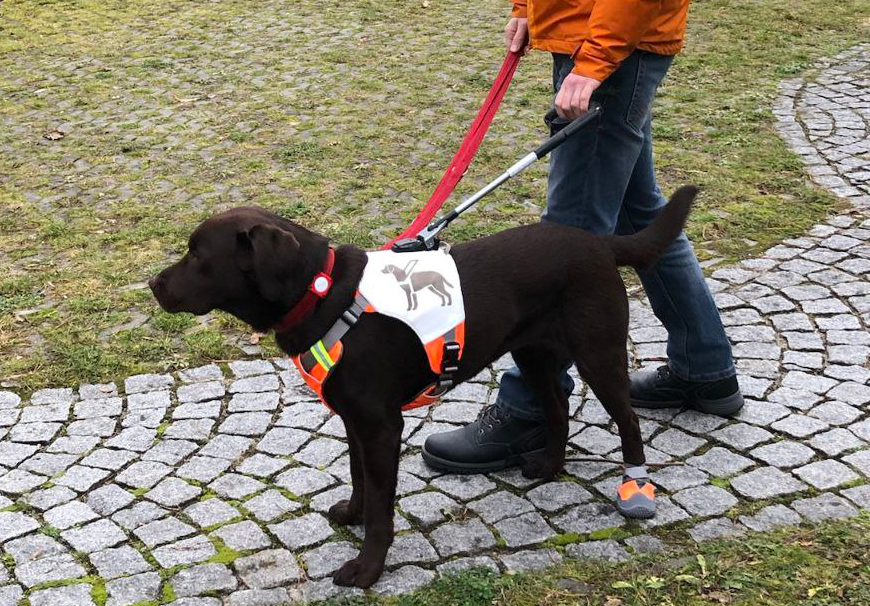 Alma führt mich im neuen Ruffwear UniFly Führgeschirr. Im Bild ist das aufgebrachte weiße Leder zu sehen