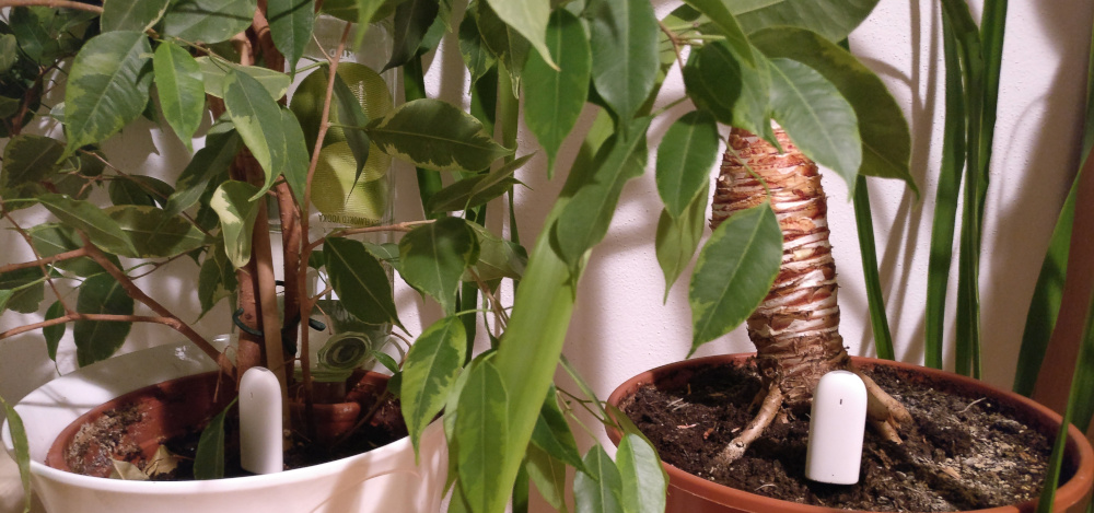 Der Xiaomi Flower Care Smart Sensor in meiner Zimmerpflanze