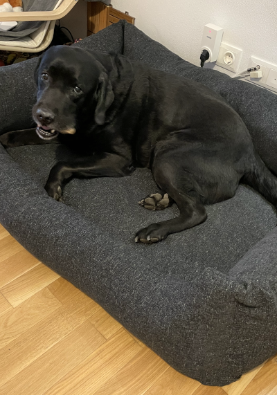 Denny in seinem neuem orthopädischen Seniorenbett