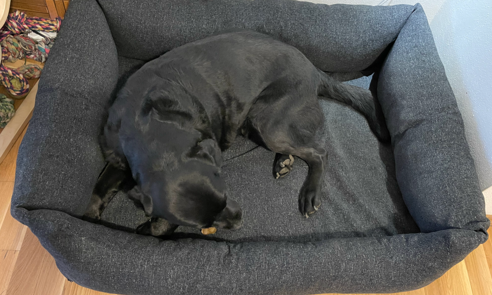 Denny in seinem neuem orthopädischen Seniorenbett, mit Knochen im Maul